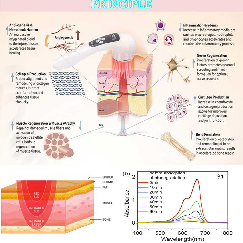 Pet Laser Therapy Joint Pain and Stiffness All Over Body Rheumatoid Arthritis Red Light Therapy At home